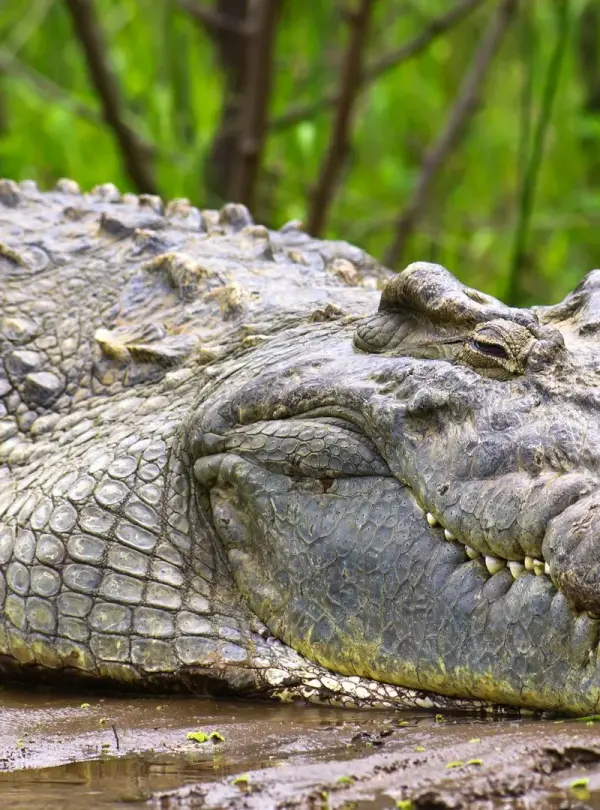 Murchison falls national park