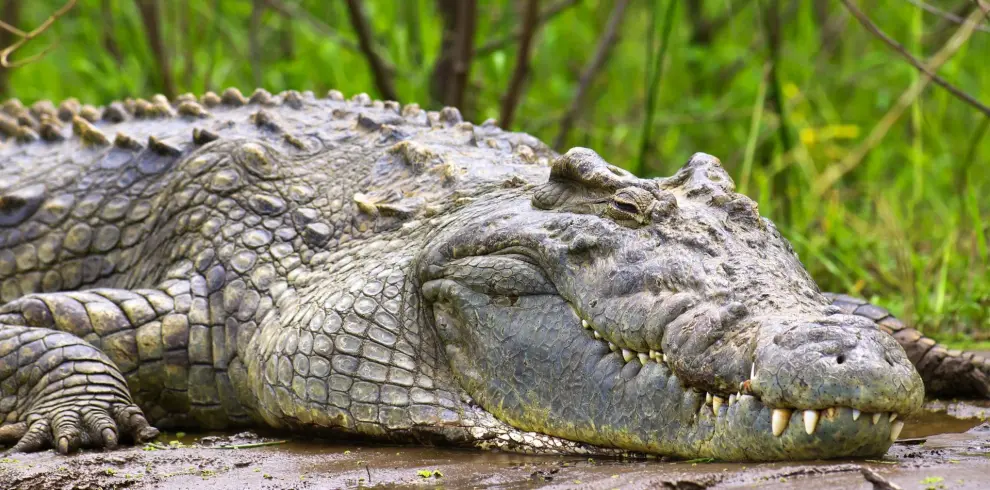 Murchison falls national park