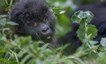 9 Days Rwanda Gorilla,