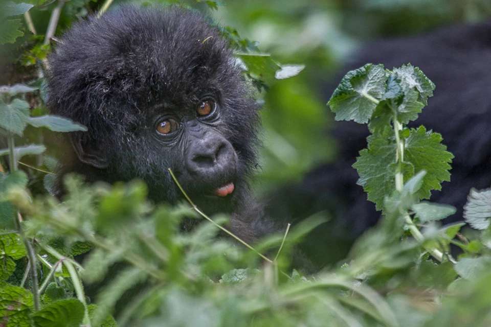 9 Days Rwanda Gorilla,