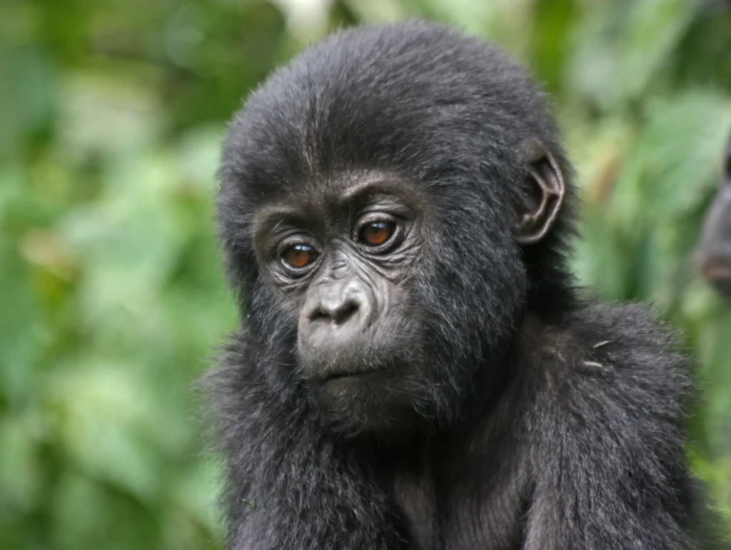 gorilla trekking in bwindi impenetrable national park 6 Days Rwanda Gorilla