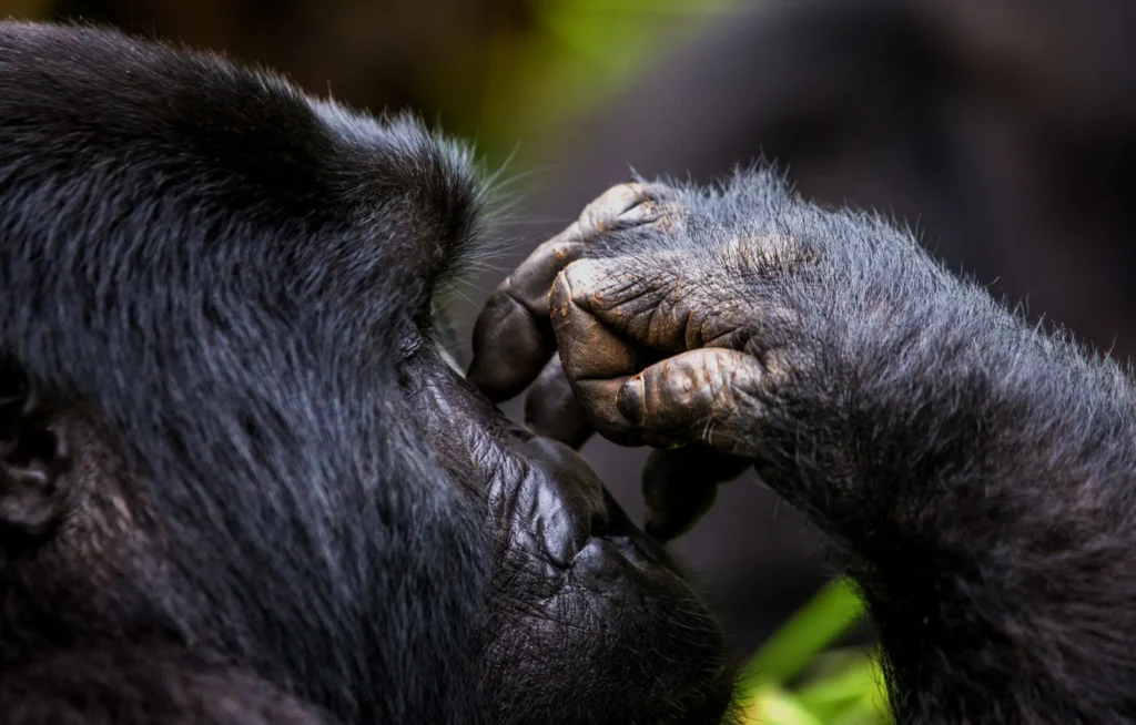 2 Days Uganda Gorilla Trekking Safari - photography tips