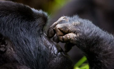 2 Days Uganda Gorilla Trekking Safari - photography tips