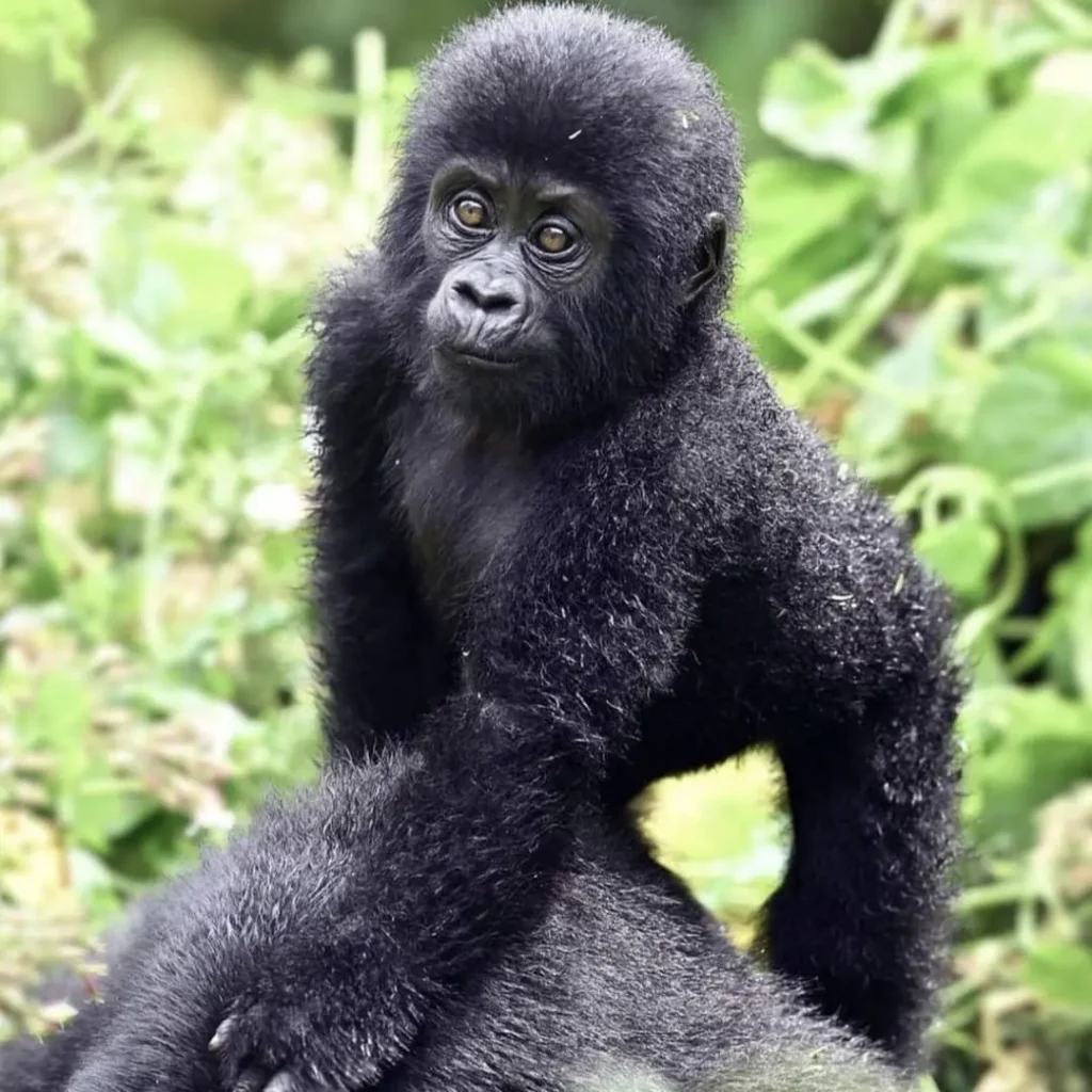 4-Day Gorillas