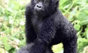 4-Day Gorillas