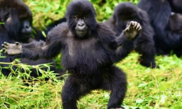 4 Days Rwanda Gorilla Trekking