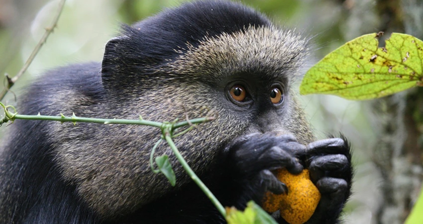 3 Days Rwanda Gorilla Trekking & Golden Monkey
