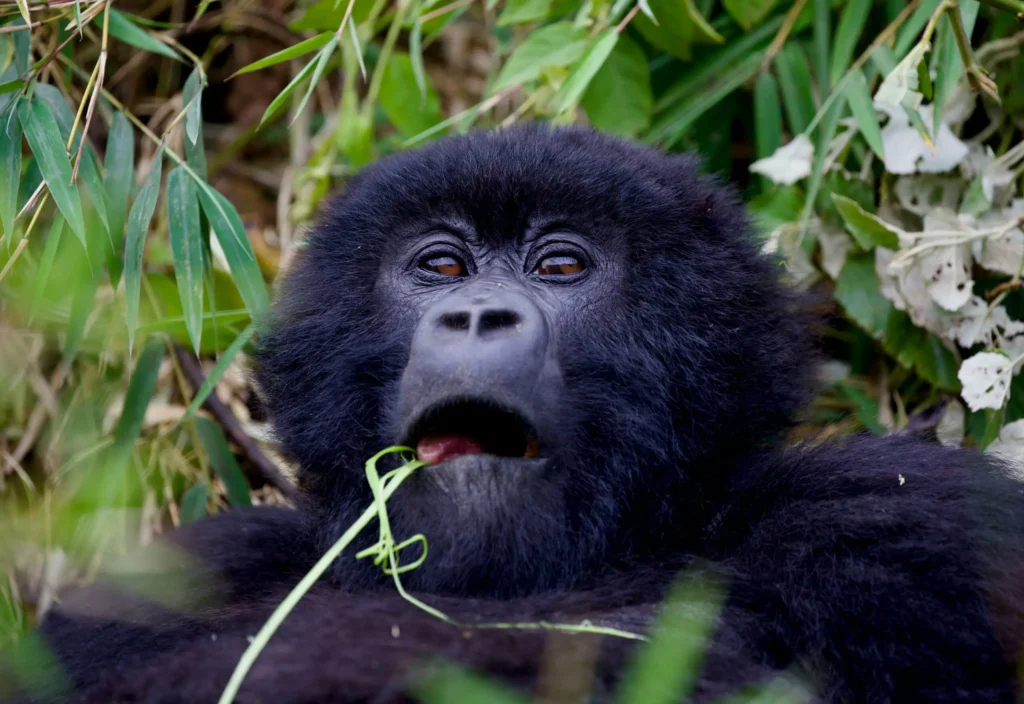 6-Day Gorillas