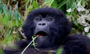 6-Day Gorillas
