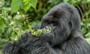 3-Day Gorilla Habituation Experience