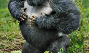 4-Day Gorilla Trekking