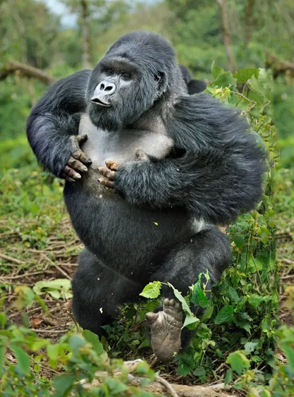 4-Day Gorilla Trekking