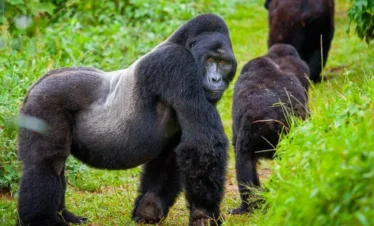 10-Day Ultimate Uganda Primate