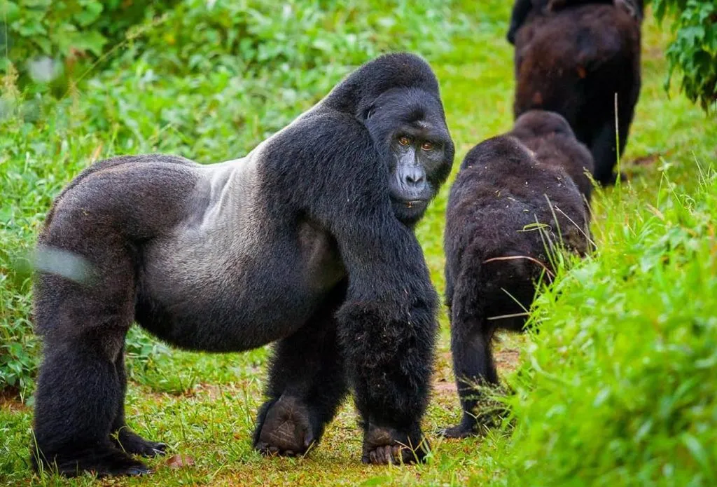 10-Day Ultimate Uganda Primate