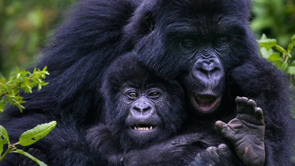 12-Day Luxury Gorillas,