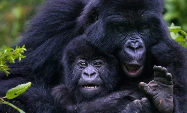 12-Day Luxury Gorillas,