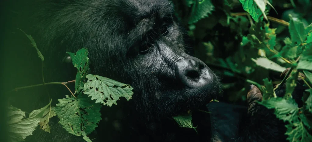 5-Day Double Gorilla Trek
