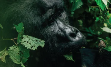 5-Day Double Gorilla Trek