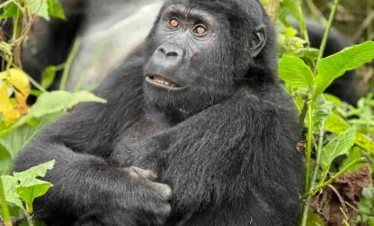 5-Day Gorillas