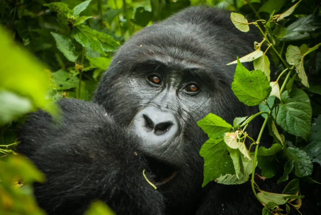 8-Day Gorillas