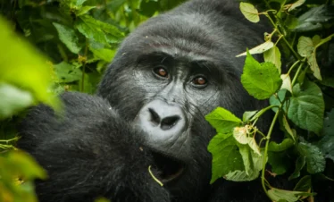 8-Day Gorillas